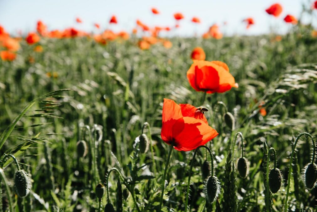 red paper poppy